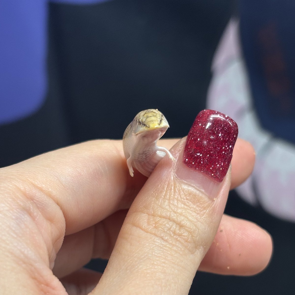 めっちゃ頭痛い🫠ﾀｽｹﾃ