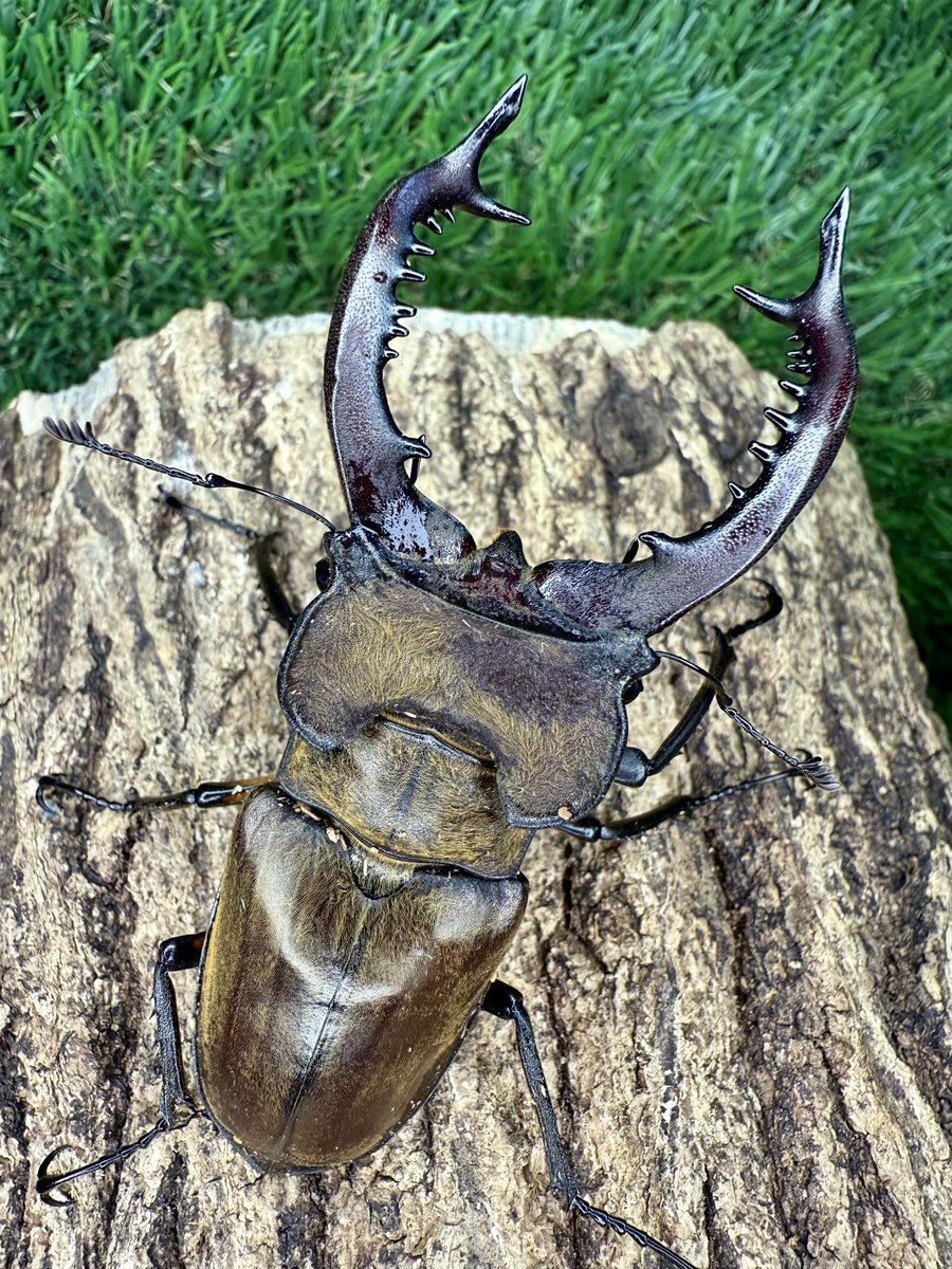 クワカブ好き 飼育・販売中のクワカブ 一覧 - クワガタ・カブトムシ販売 立川｜クワ