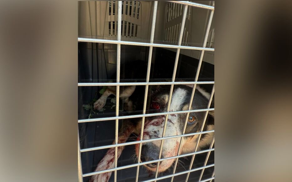 BastionMediaFR's tweet photo. 🔴🇫🇷 𝗔𝗟𝗘𝗥𝗧𝗘 𝗜𝗡𝗙𝗢 — VÉRITABLE SCANDALE : une femme ayant EXÉCUTÉ son chien à l’aide de PLUS DE 200 PLOMBS de chasse, retrouvé avec le crâne fendu et attaché à un arbre, a été condamnée à SEULEMENT 2 MOIS DE PRISON AVEC SURSIS.

Spike, un border collie de 4 ans, a subi de VÉRITABLES SÉVICES : criblé de plombs de chevrotine, laissé agonisant, puis attaché à un arbre avec le crâne fendu.

Malgré les soins prodigués par les vétérinaires de la SPA Marseille pour tenter de le sauver, Spike a malheureusement succombé à ses blessures.

« On peut aller jusqu’à 7 ans de prison et 100 000 € d’amende », rappelle un responsable de la SPA.

Le parquet avait requis un an de prison contre la propriétaire du chien et deux ans dont un ferme contre l’homme qui l’a aidée à planifier l’exécution.

Le tribunal a pourtant condamné la propriétaire à seulement 2 mois avec sursis, et son complice à 3 mois avec sursis.

(Sources : La Provence / France 3)