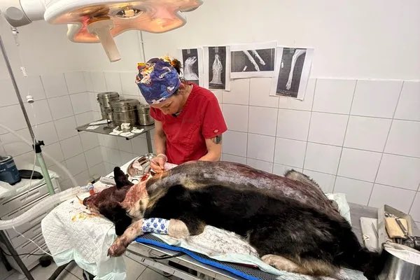 BastionMediaFR's tweet photo. 🔴🇫🇷 𝗔𝗟𝗘𝗥𝗧𝗘 𝗜𝗡𝗙𝗢 — VÉRITABLE SCANDALE : une femme ayant EXÉCUTÉ son chien à l’aide de PLUS DE 200 PLOMBS de chasse, retrouvé avec le crâne fendu et attaché à un arbre, a été condamnée à SEULEMENT 2 MOIS DE PRISON AVEC SURSIS.

Spike, un border collie de 4 ans, a subi de VÉRITABLES SÉVICES : criblé de plombs de chevrotine, laissé agonisant, puis attaché à un arbre avec le crâne fendu.

Malgré les soins prodigués par les vétérinaires de la SPA Marseille pour tenter de le sauver, Spike a malheureusement succombé à ses blessures.

« On peut aller jusqu’à 7 ans de prison et 100 000 € d’amende », rappelle un responsable de la SPA.

Le parquet avait requis un an de prison contre la propriétaire du chien et deux ans dont un ferme contre l’homme qui l’a aidée à planifier l’exécution.

Le tribunal a pourtant condamné la propriétaire à seulement 2 mois avec sursis, et son complice à 3 mois avec sursis.

(Sources : La Provence / France 3)