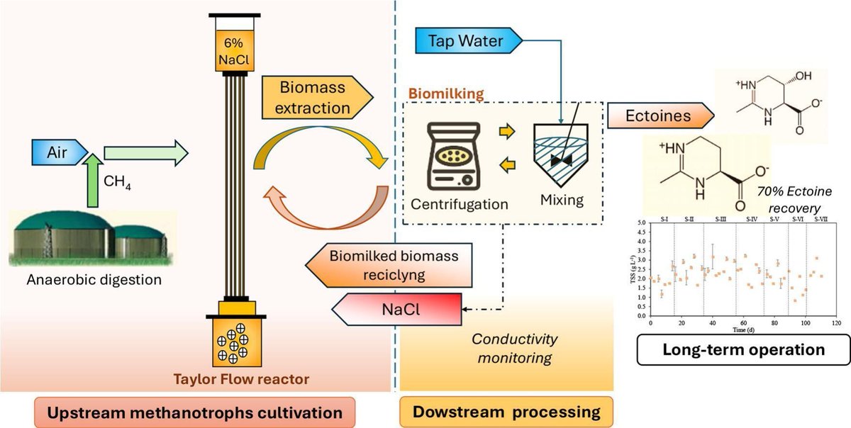 New paper accepted at Bioresource Technology

Take a look at:

Influence of biomilking on methanotrophs cultivation during biogas conversion into ectoines

…-microalgaeresearchgroup.blogspot.com/2026/01/blog-p…
