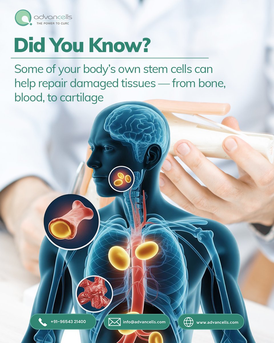 Stem Cells are the body’s natural repair kit-capable of both self-renewal &amp; specialization. Whether it’s new blood cells or rebuilding bone, these cells quietly work behind the scenes to maintain health
That’s why regenerative medicine places them at the heart of future therapies