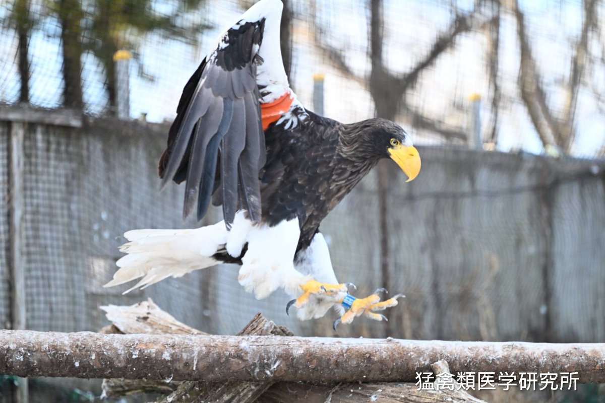 猛禽類医学研究所 齊藤慶輔 (@raptor_biomed) / Posts / X