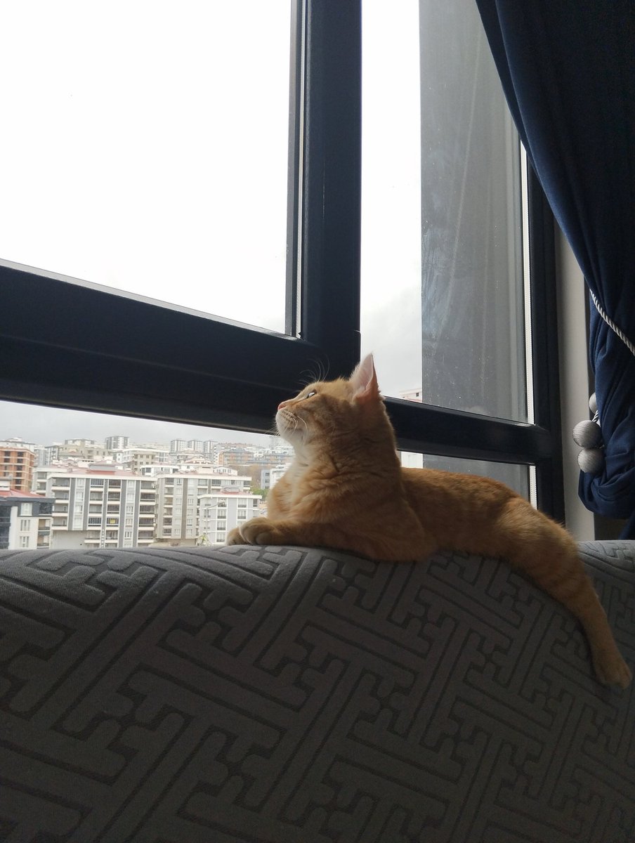 Sabah anne kadına gerekli saldırılar yapıldı
Yaş mama vermediler diye kahvaltıda taşkınlık çıkarıldı 
Evin içinden geçildi, 
kuşları izleme nöbeti için hazır