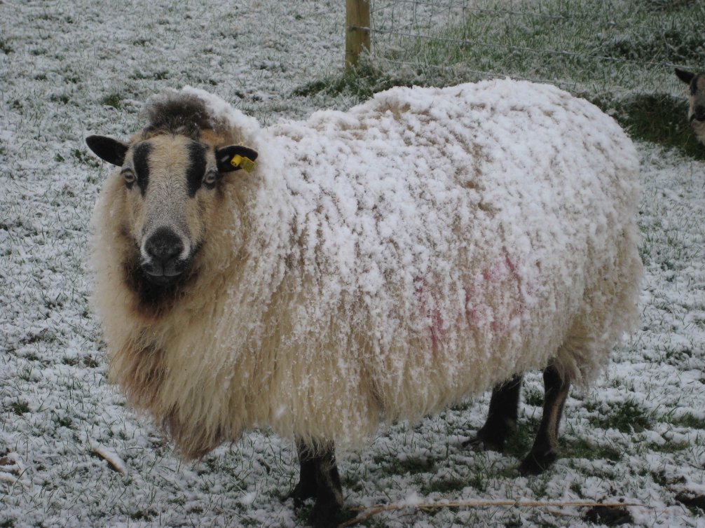 Debbie Kingsley tweet media