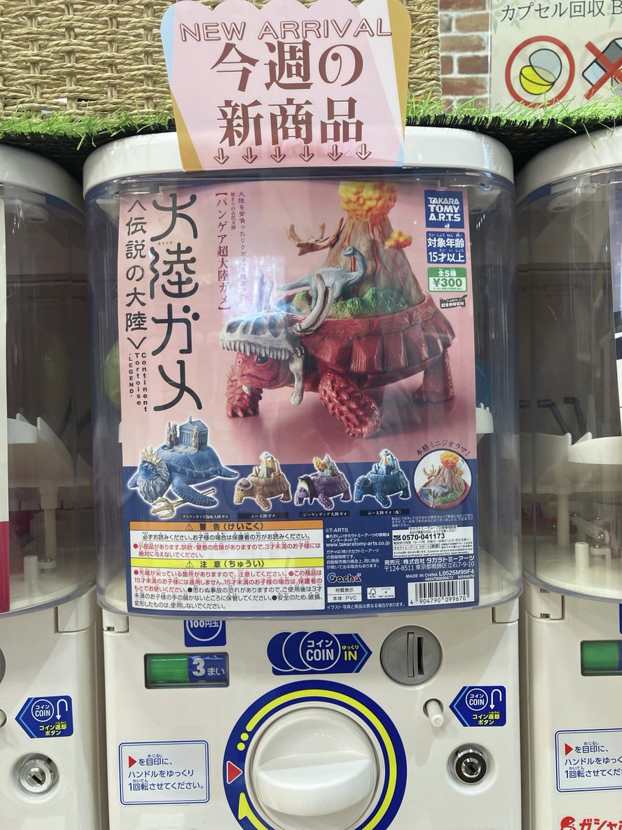 🌟ガシャココさいたま新都心 入荷商品🌟 🏜️大陸ガメ－タイリクガメ