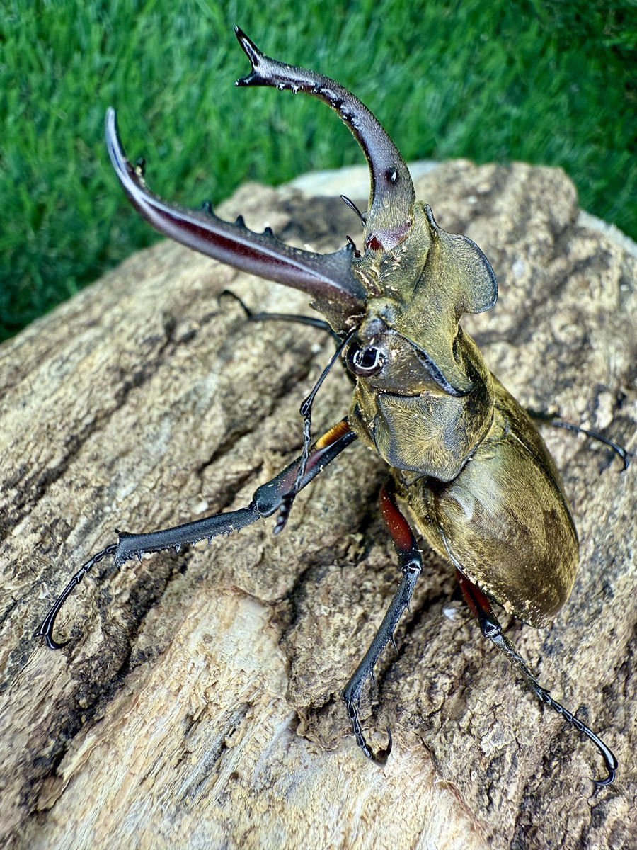 かぶぶくわわ (@mushi_lowkun) / Posts / X