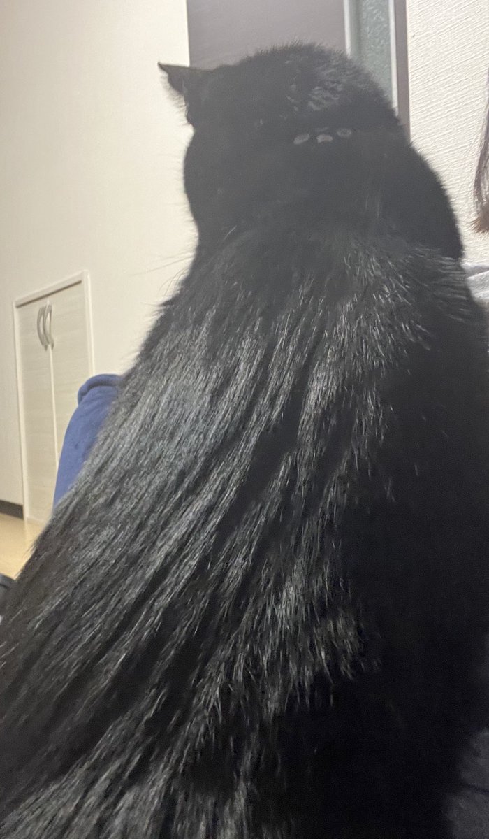 歌唄 灯明🌸 (@255463) / Posts and Replies / X