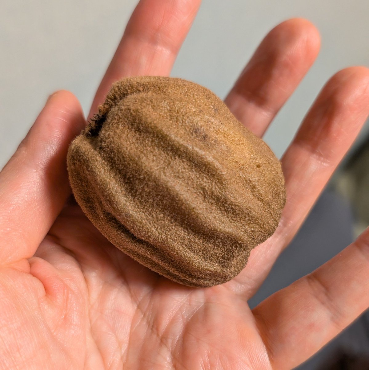 紙袋に入ってたコレが何なのか分からないんだが。。。Googleレンズで