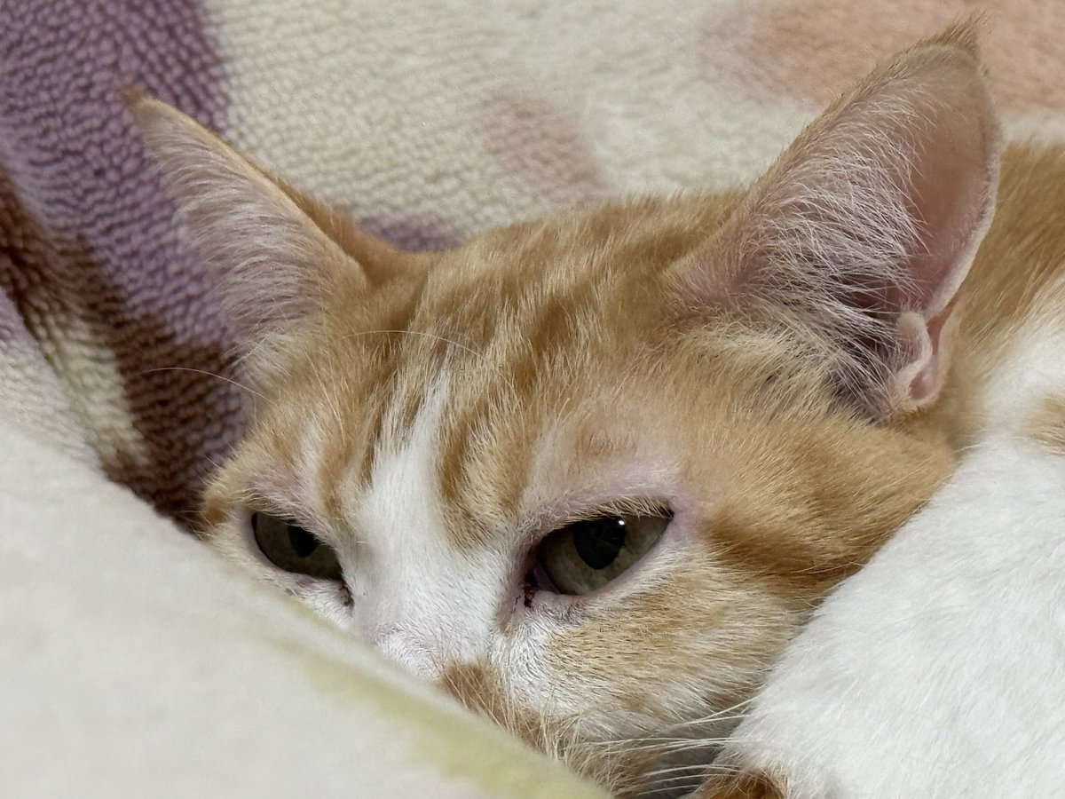 くろみつ (@kimkkCats) / Posts / X