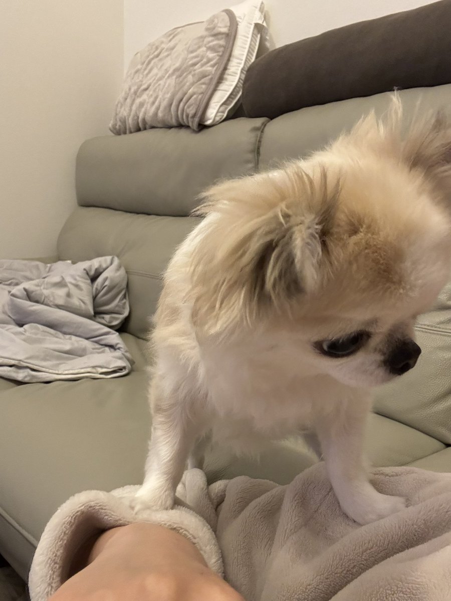 チワワ、うめ様ご確認用 ペットプラス mozoワンダーシティ店 | チワワの詳細情報 | 子犬・子猫