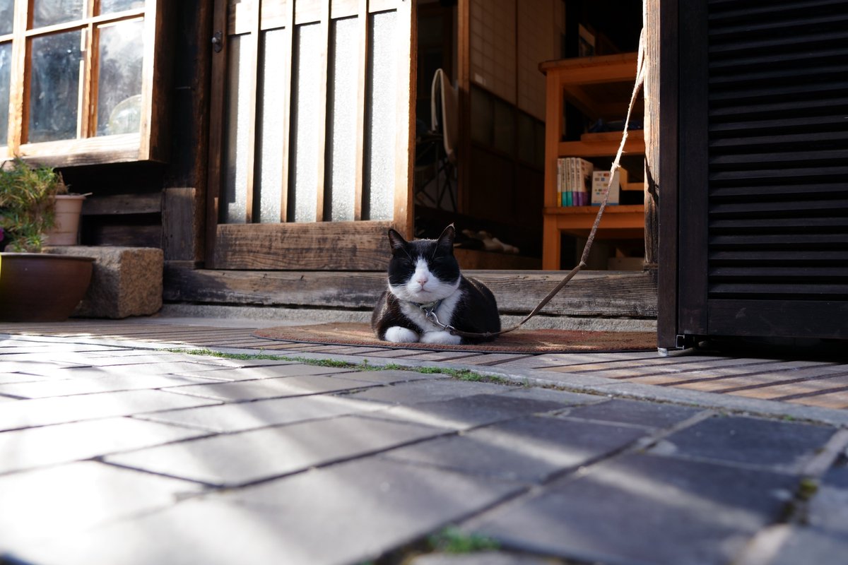 今年初の呟きですので･･･改めまして😌
本年もどうぞ宜しくお願いしますね🤗

#ねこかわいいね 
#猫好きさんと繋がりたい #猫 #cat