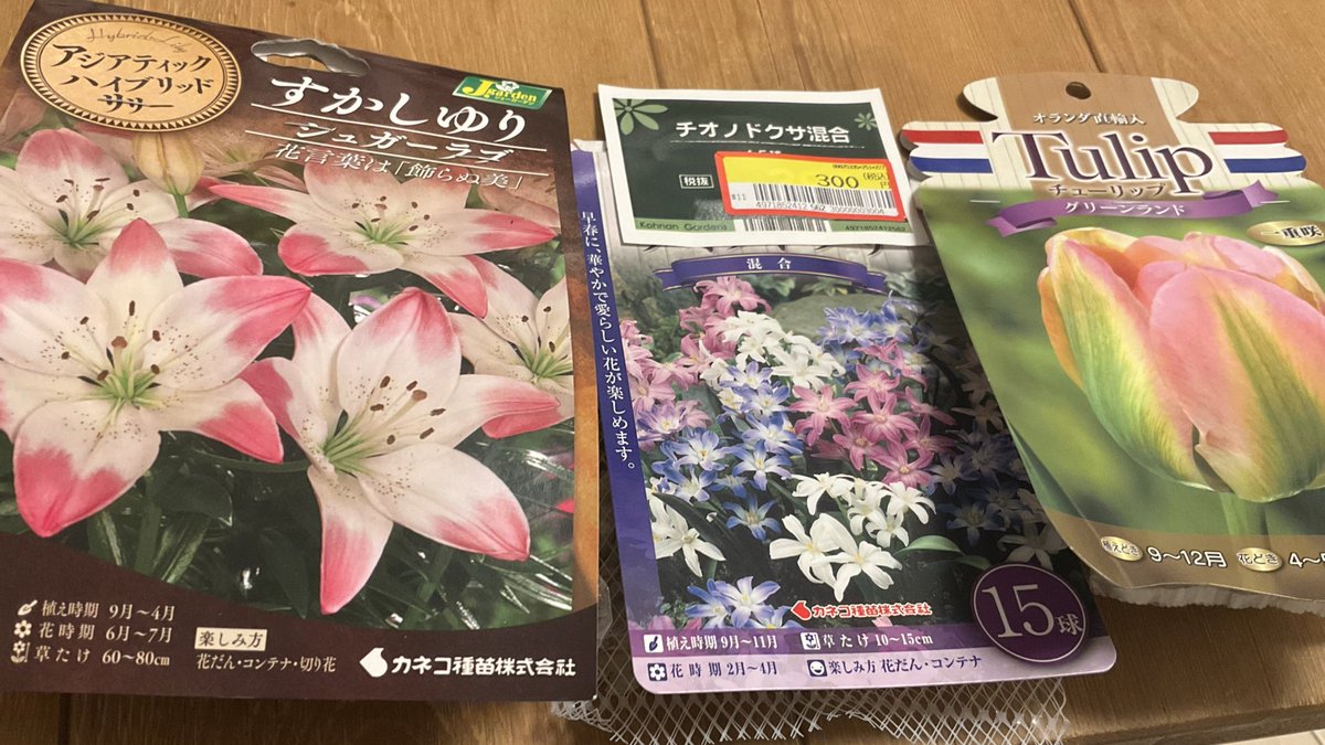rrn's tweet image. ホームセンターで安くなってた球根を植える
年末バーゲンセールのおすすめ、木朱（ｶﾌﾞ）と球根