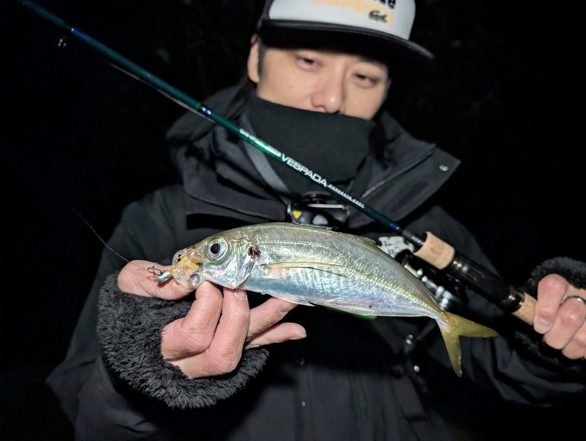 Bad0708M's tweet image. 2人でアジを釣りまくった夜。

フェアリーテイルで豆から中アジまで連発でワイワイ楽しめた！

味占めて通ったら釣れなくなる、そんなもんの図。

#フェアリーテイル