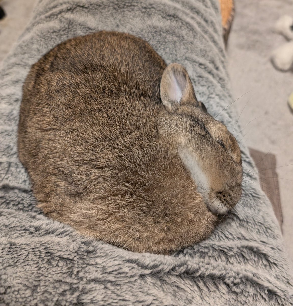 昨日の今日の寝のあとの寝が超溶けてる寝