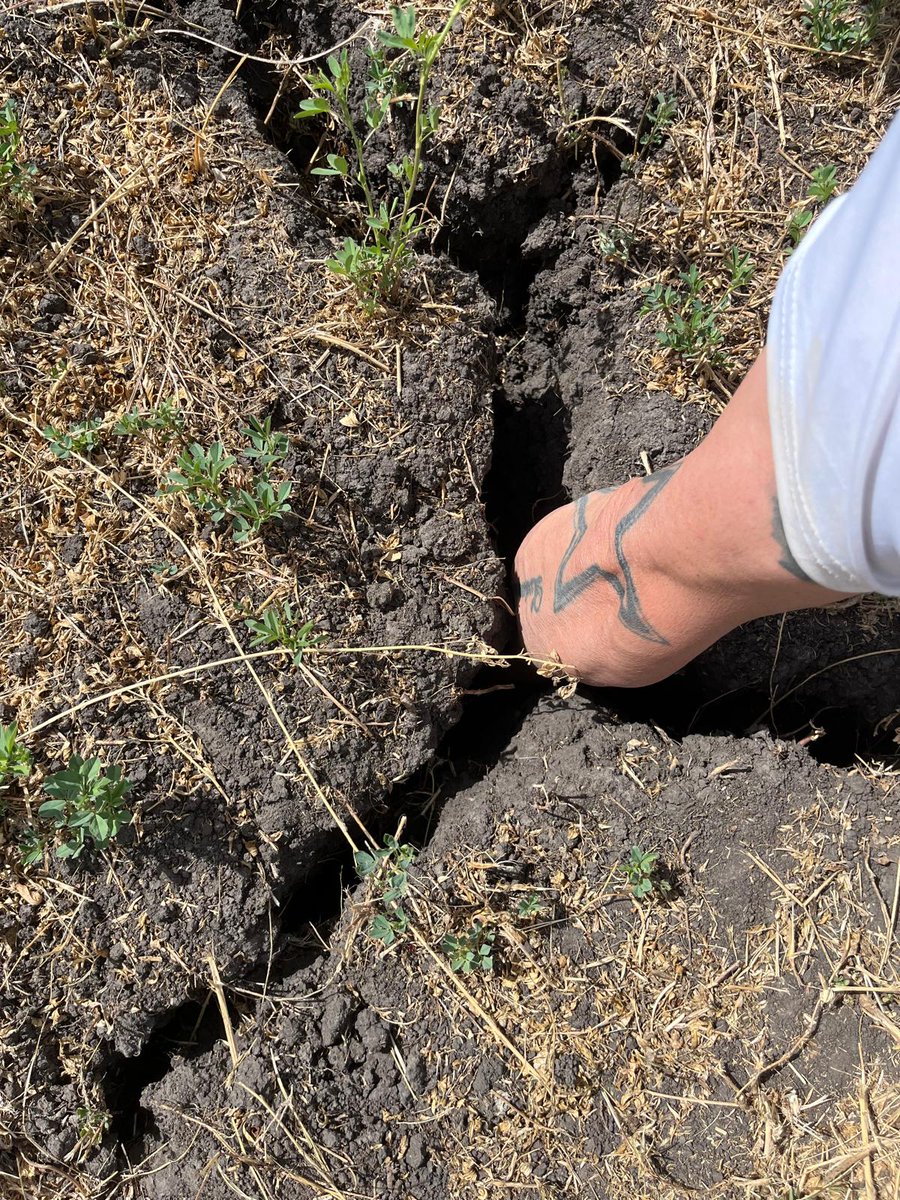 Es increíble que tengamos un Ministro tan incompetente como Alfredo Fratti, estas imagenes se repiten en todo el pais por la sequía y él esta encaprichado en NO declarar emergencia hídrica
Apoyemos al campo y productores, el país depende de ellos, no de un Ministro incompetente
