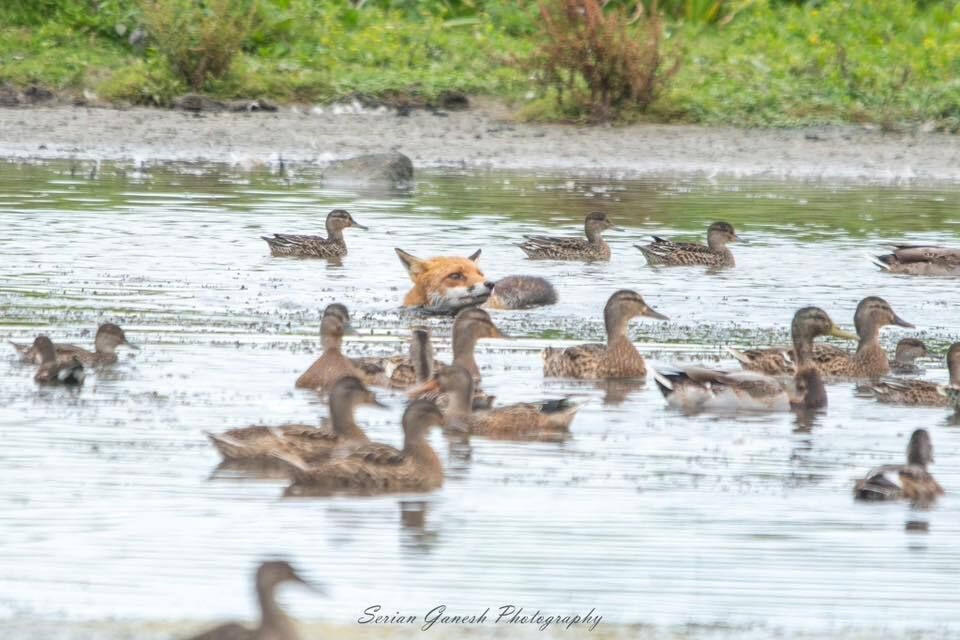 Chris Packham tweet media