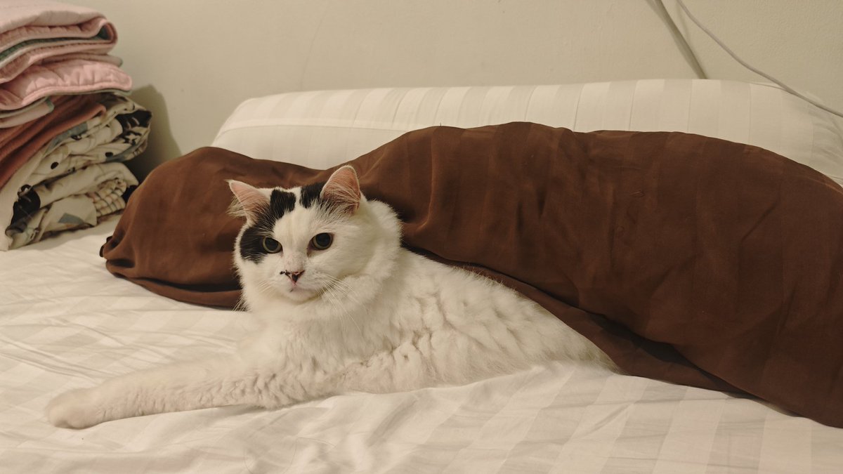 bintik_'s tweet image. ini ga ada niatan geser gulingnya dr badan bintik kah?