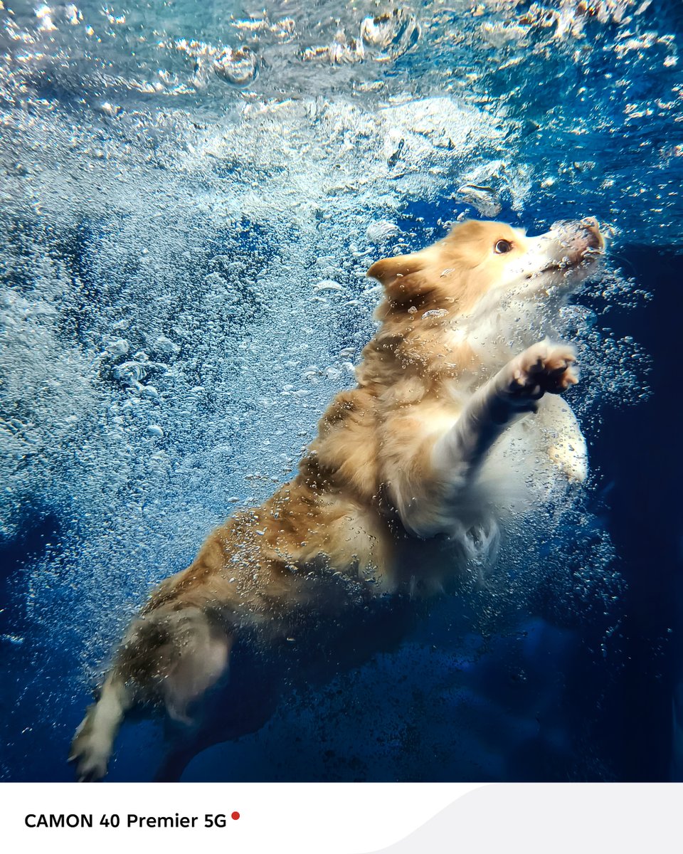 tecnomobile's tweet photo. Paws paddling, bubbles floating — caught underwater in perfect clarity. Shot On TECNO #CAMON40Premier5G.
#ShotOnCAMON #CAMON40Series #PerfectSnapAnytime https://t.co/IJ0rmNvaMh
