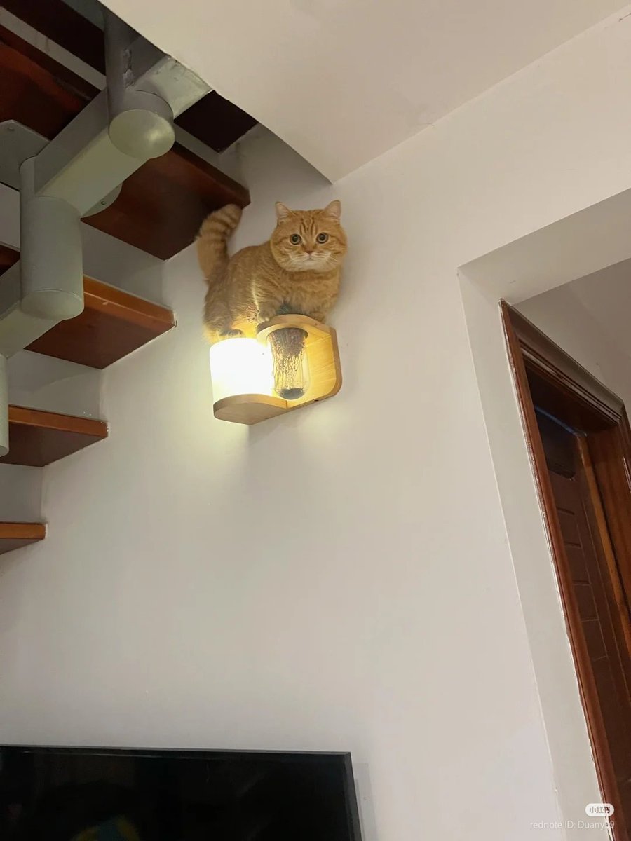 No Context Cats tweet media