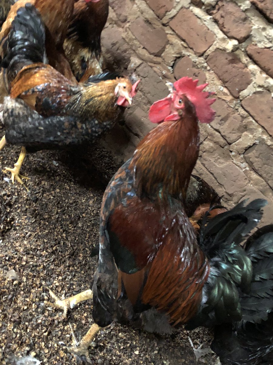 Empanga Local Chicken tweet media