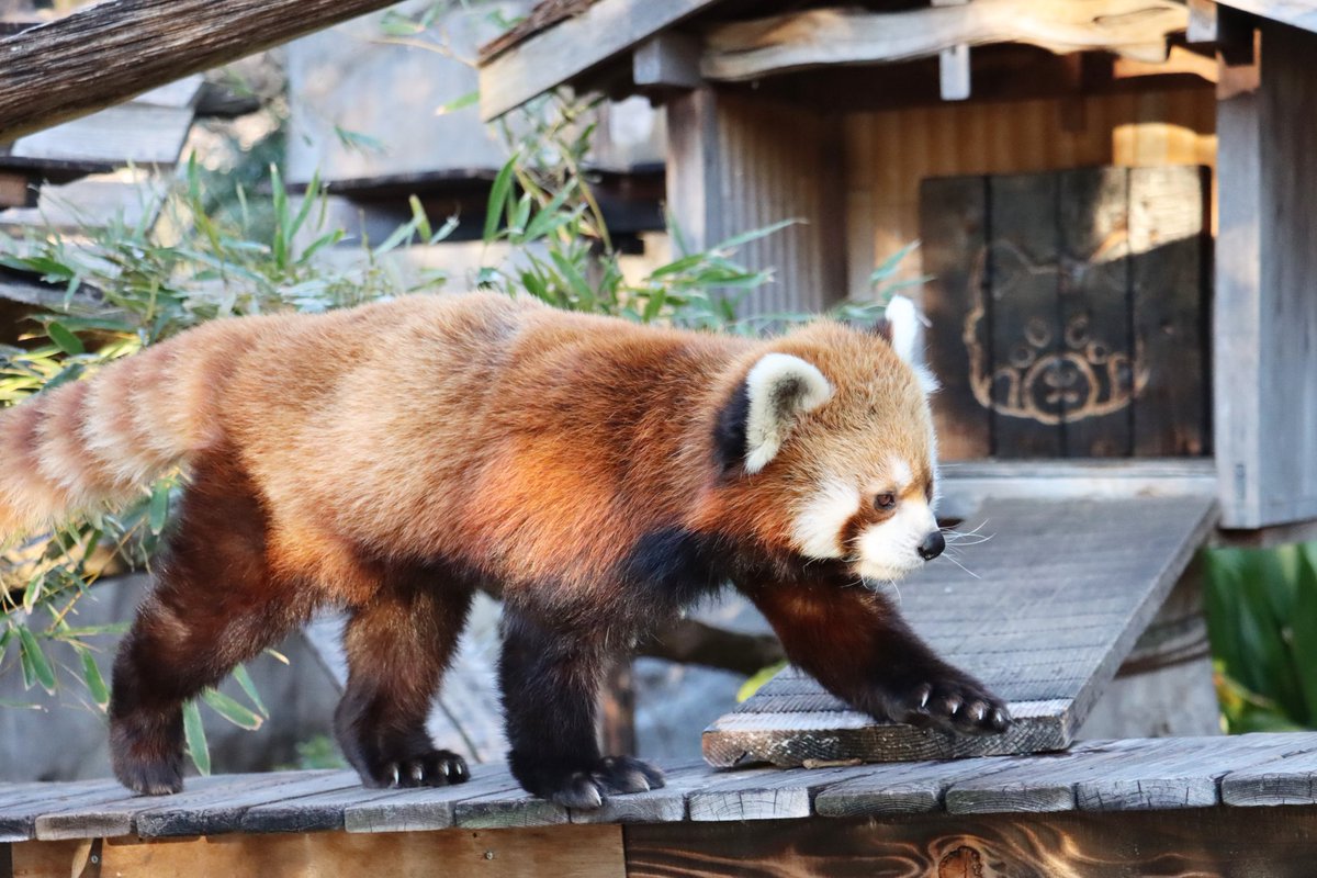 ㈱ゴン太 (@SbbFFBE2sVWOBjf) / Posts / X