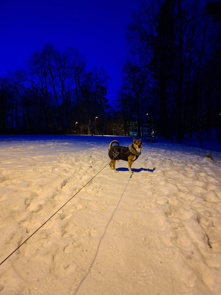 East Helsinki blue sky on my morning dogwalk