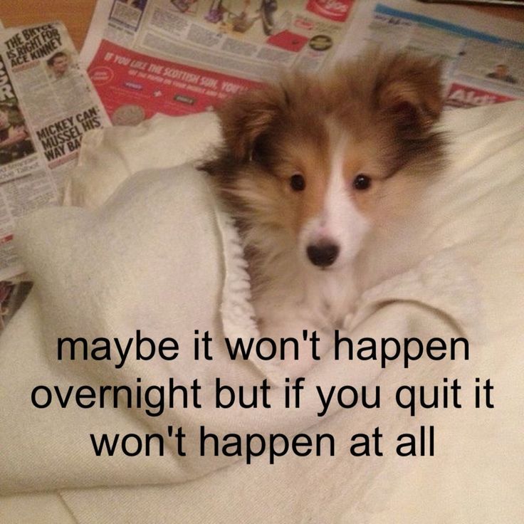 caninepoetry_'s tweet image. 