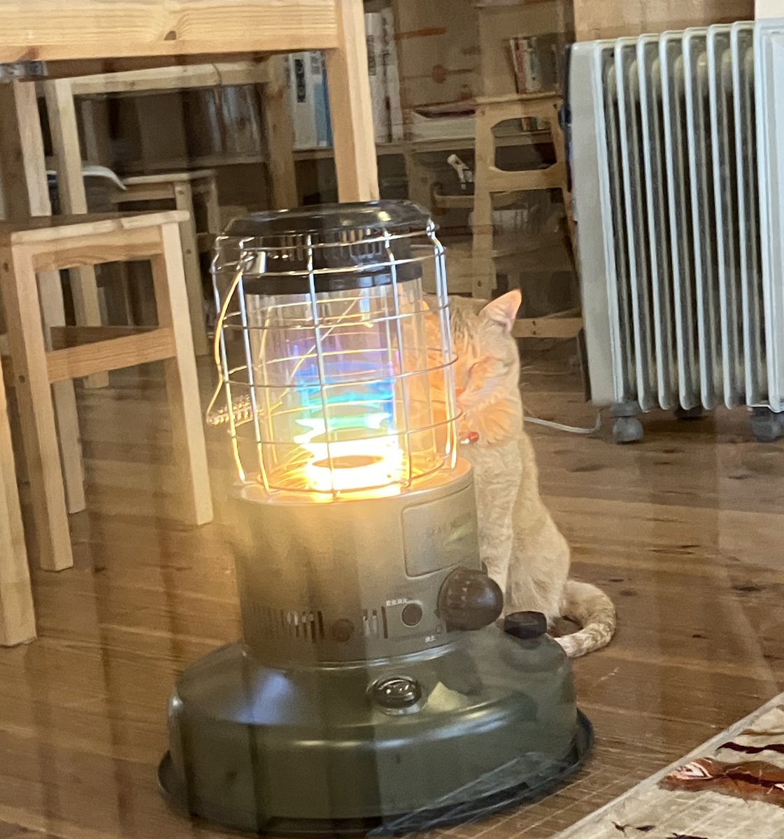 平野郷にゃんこ堂＊平野郷動物診療所＊ tweet media