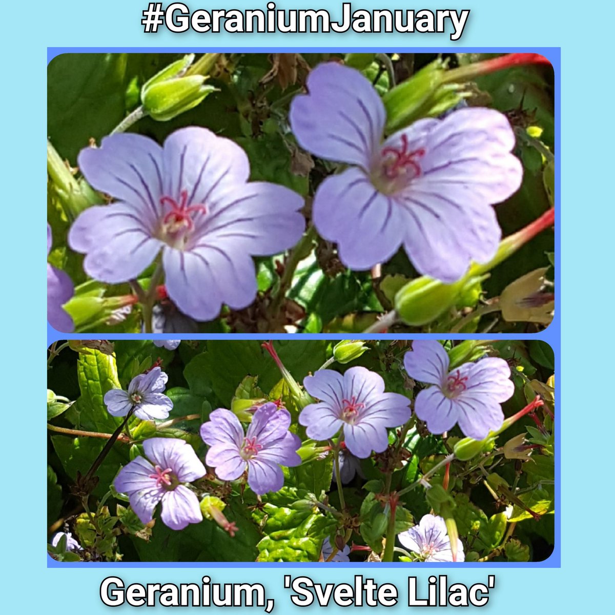 A very wet start to the day in North Yorkshire.
Friday the 9th of #GeraniumJanuary.
From yesterday's wonderfully dramatic flowers of Geranium, 'Derrick Cook', let's look at a very dainty geranium with tiny flowers.
This is Geranium nodosum, 'Svelte Lilac'.