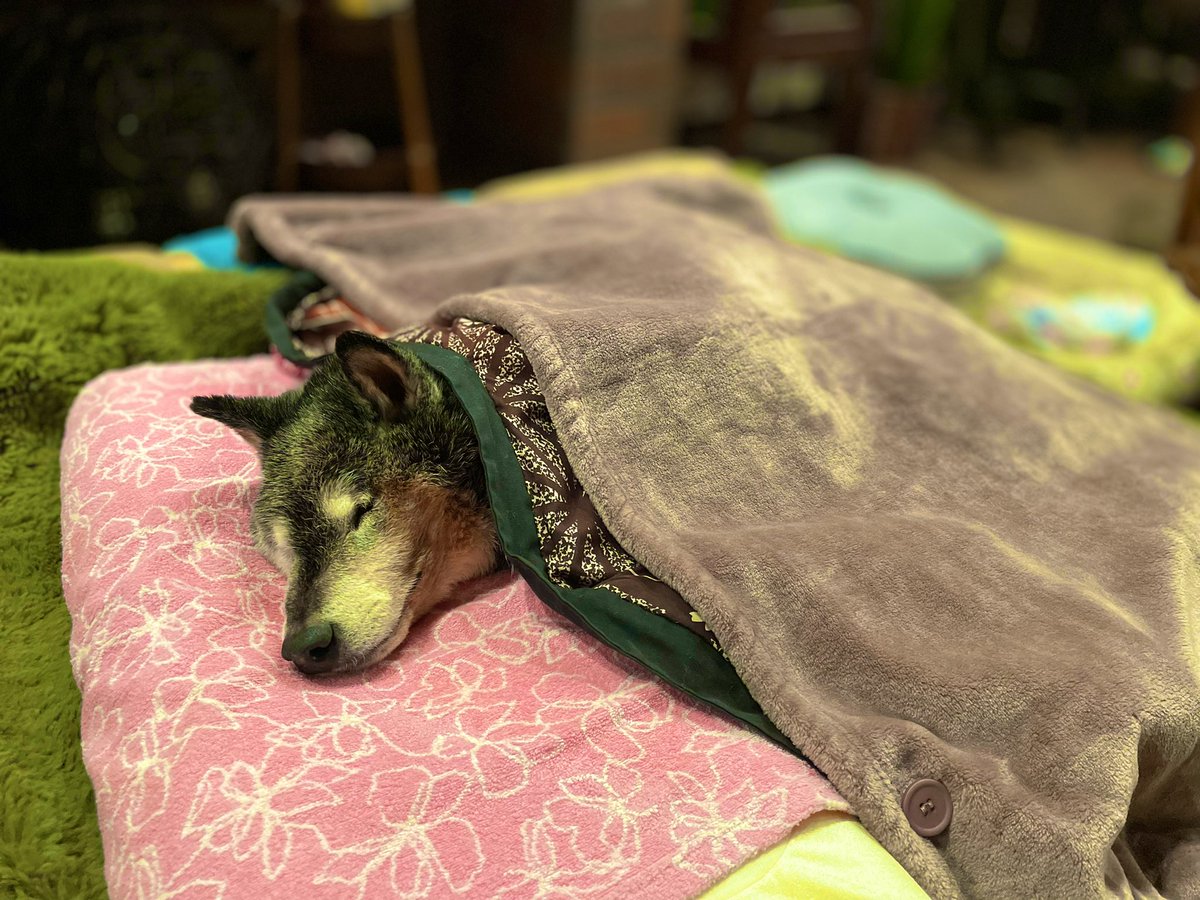 たぬ吉 (@manmaru063061) / Posts / X