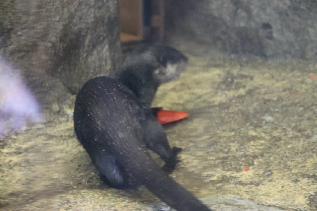 coshana3's tweet image. 今日は朝から室内展示でバックヤードは閉まっていたね。お昼はバックヤード開放され　人参、ワカサギ室内に。午後は外にペレット撒かれ食べてたよ。🍀

#ドン
#コツメカワウソ
#東山動植物園　2026/01