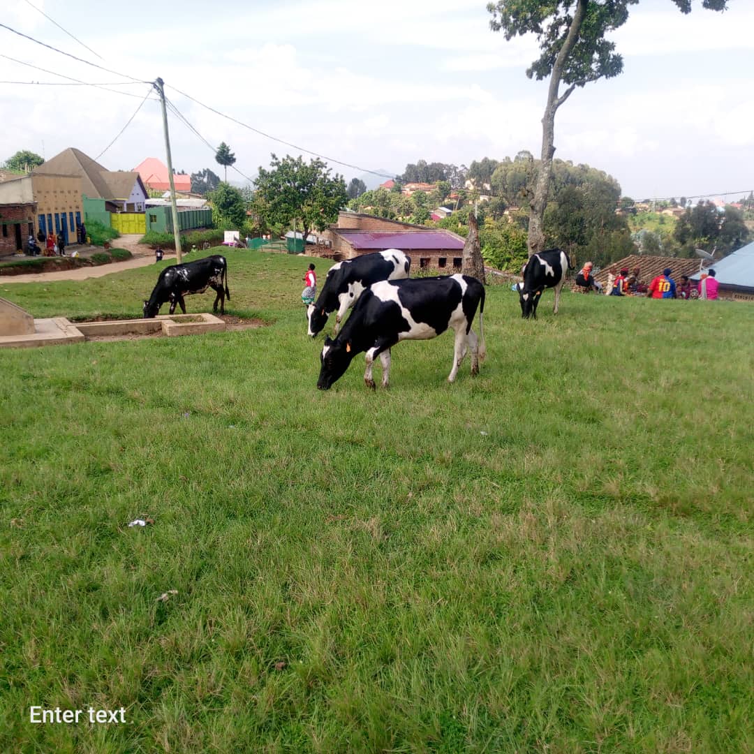 KIGEME DIOCESE tweet media