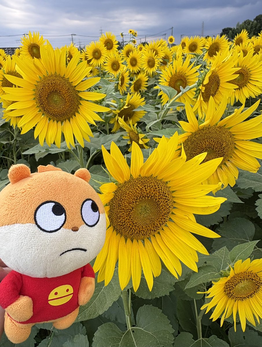 あこタロ🐹💕 tweet media