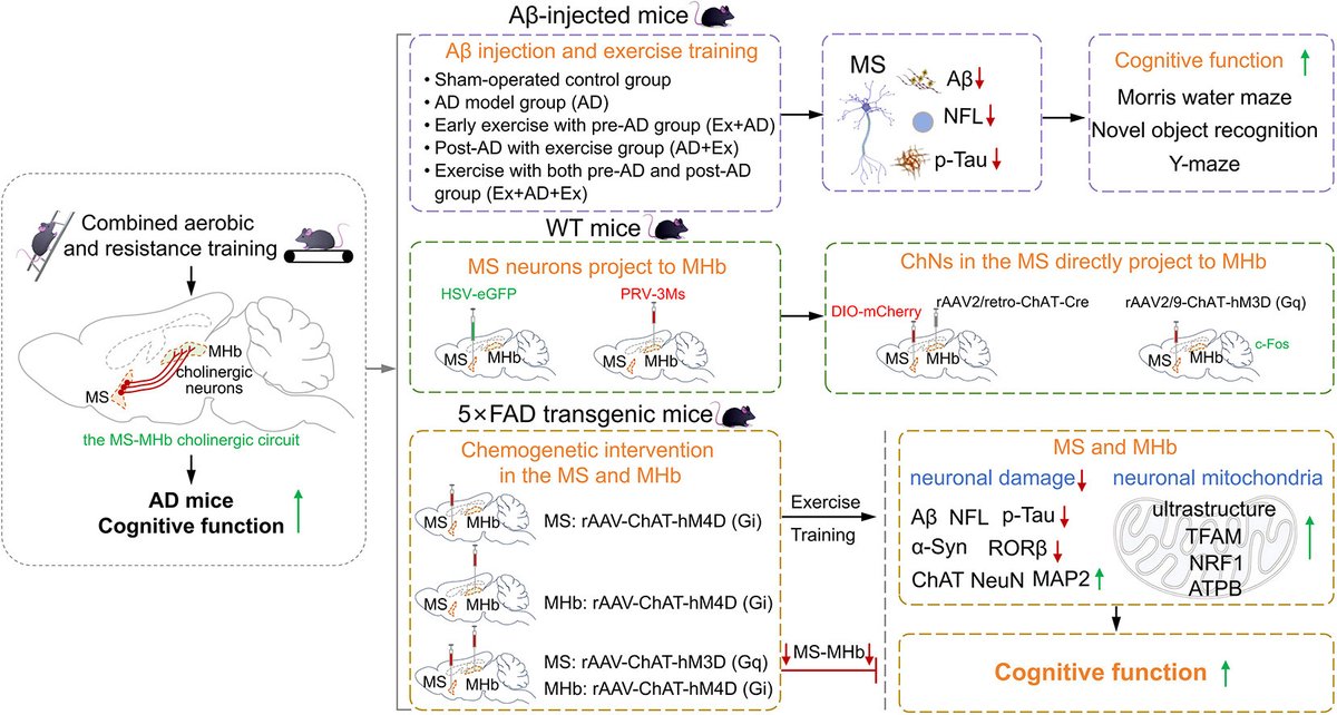 Journal of Sport and Health Science (JSHS) tweet media
