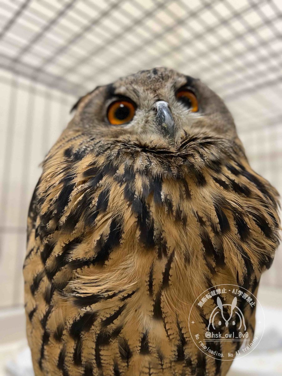 おふくろう 875-147-6.jpg