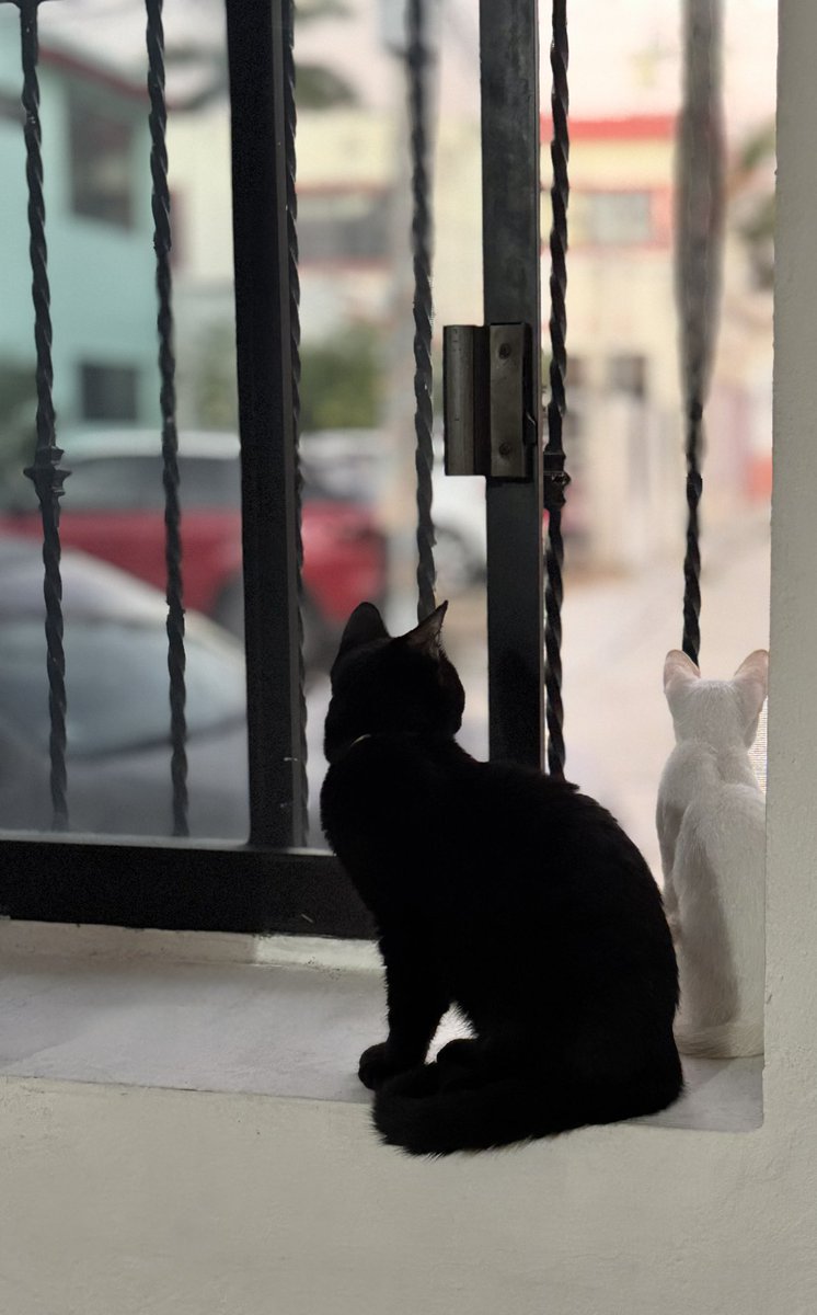 ariadna13's tweet photo. Felices en su nueva casa. 💕 https://t.co/5HztuEhbZH