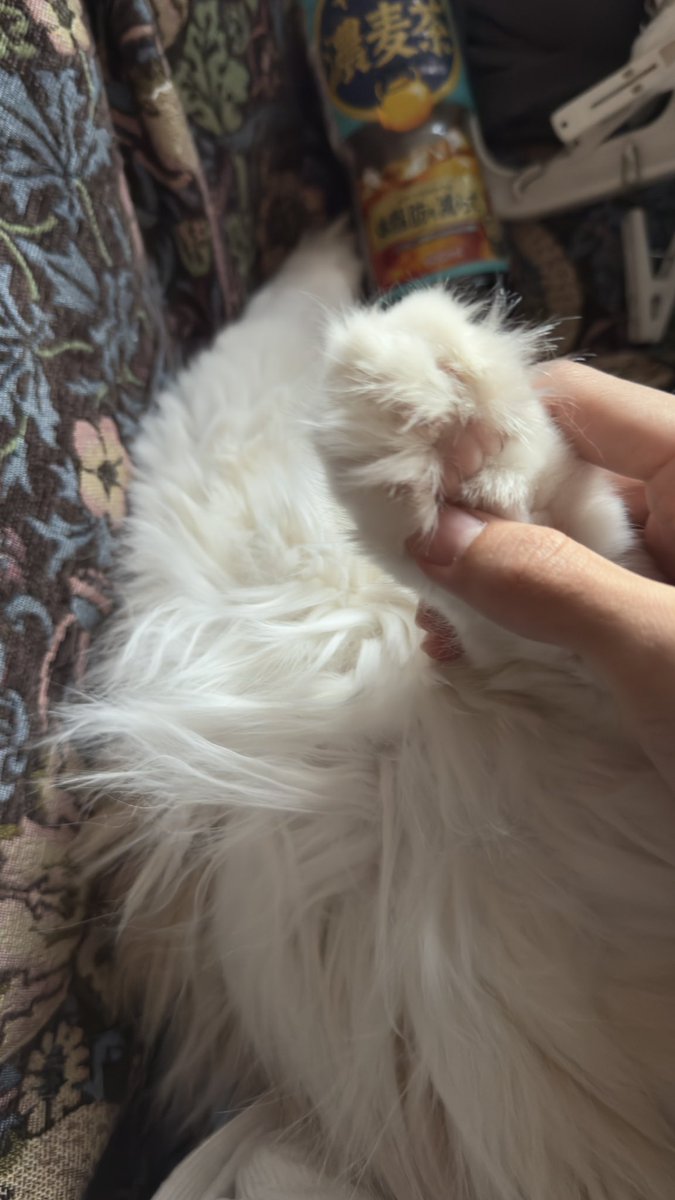 Akoha.Leaf tweet media