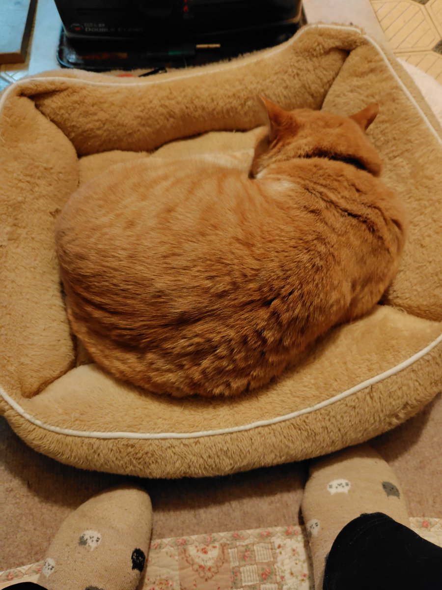 ⭐︎トラたん⭐︎ 7105MKhvGmL.jpg