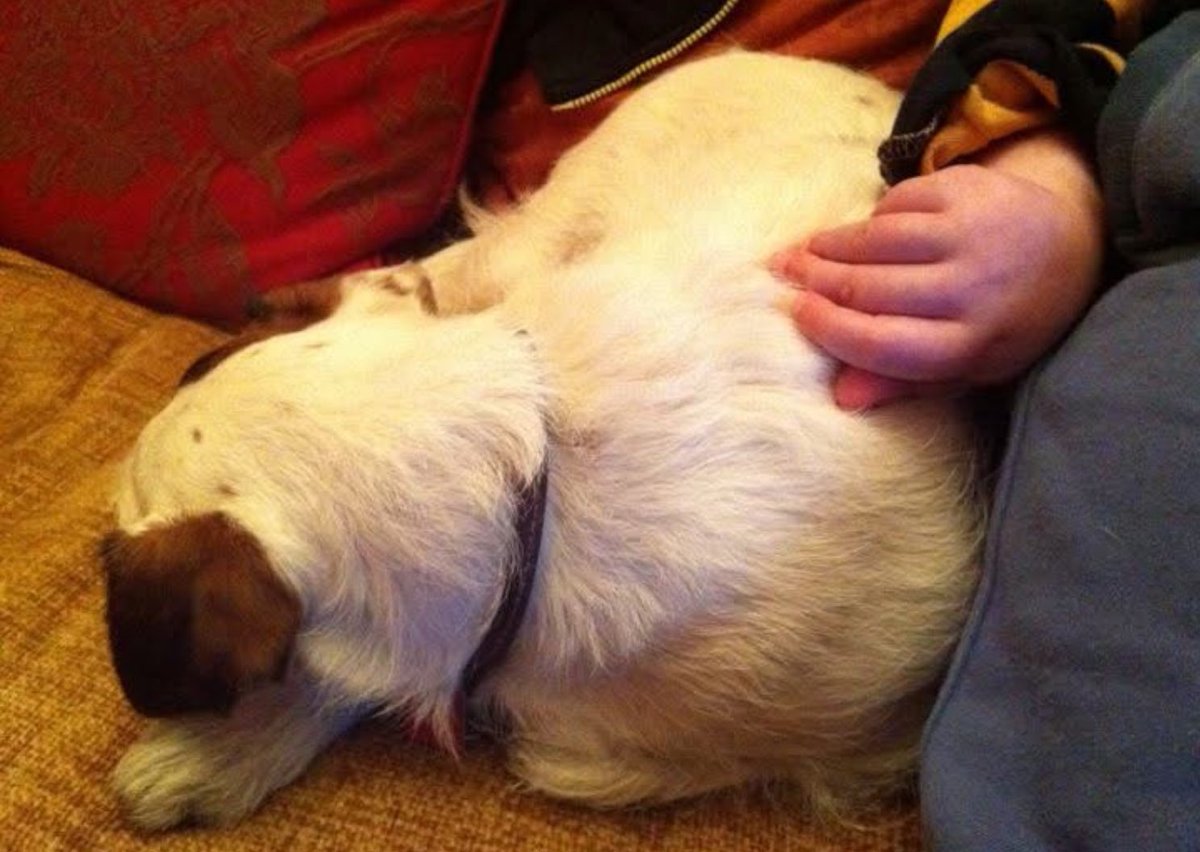 AdsDogCharlie's tweet image. Morning Pals, Happy Friday

Been for bimble with D, too dark for a pic so instead here is one that popped up on M’s feed of Our Ads stroking Uncle Charlie.
M is a bit better today, thanks for all your lovely messages. 

Hope everyone is safe &amp;amp; cosy from #stormgorreti