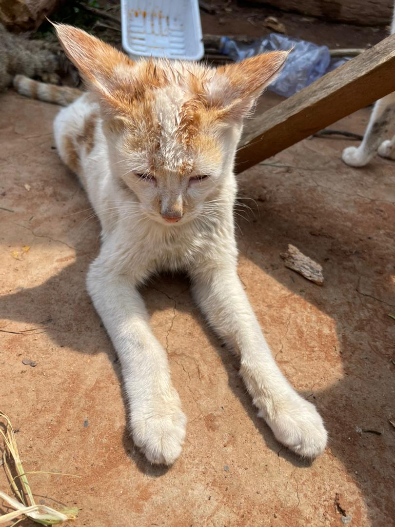 SserugoA55623's tweet image. 😢🐾 *3 DAYS NO FOOD 🚨* Sserugo Animal Shelter's animals 🐱🐶 are STARVING 💔… urgent help needed! Donate via link in bio. Share 🇺🇬 NOW, tag someone 🤝. #SserugoAnimalShelter #FoodCrisis gofund.me/c65ada59f