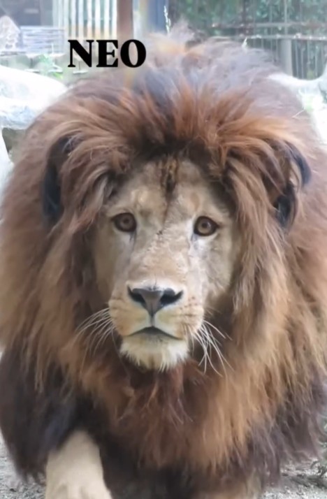 Taka_Shionx シオンさん とべ動物園にいる ライオンの「ネオ」くん 似