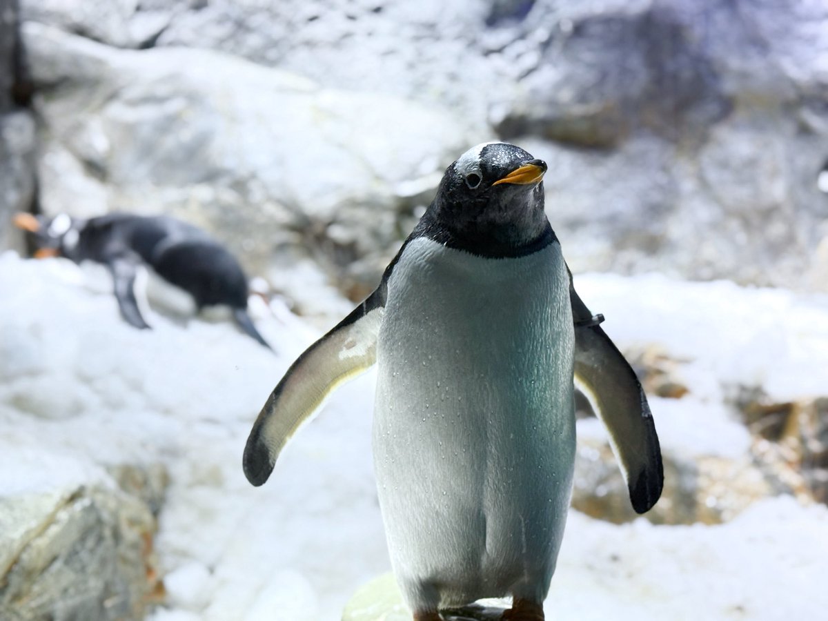 何年振りかの海遊館。イリチルがみんなで買っていたヒトデもつい購入。
シロワニが2匹もいるー！ジンベエザメ大きいー！イルカがボールで遊んでるー🐬ペンギンがモデルポーズ！と満喫し、お土産をたくさん買い込んだ。シロワニグッズも欲しかったな。