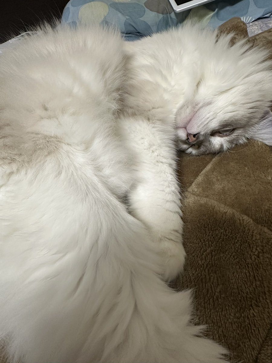 イエヤス様 イエヤス (@taka_fs1613) / Posts / X