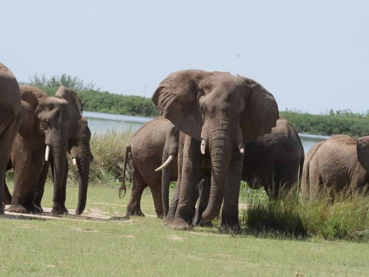 ivanphilbaguma's tweet photo. 2026 is a year to explore: As the year begins, let’s make time to discover new places, enjoy nature and support local tourism. Sometimes, a change of environment gives you a new mindset. #VisitUganda #tourism https://t.co/89bXRFwjP1