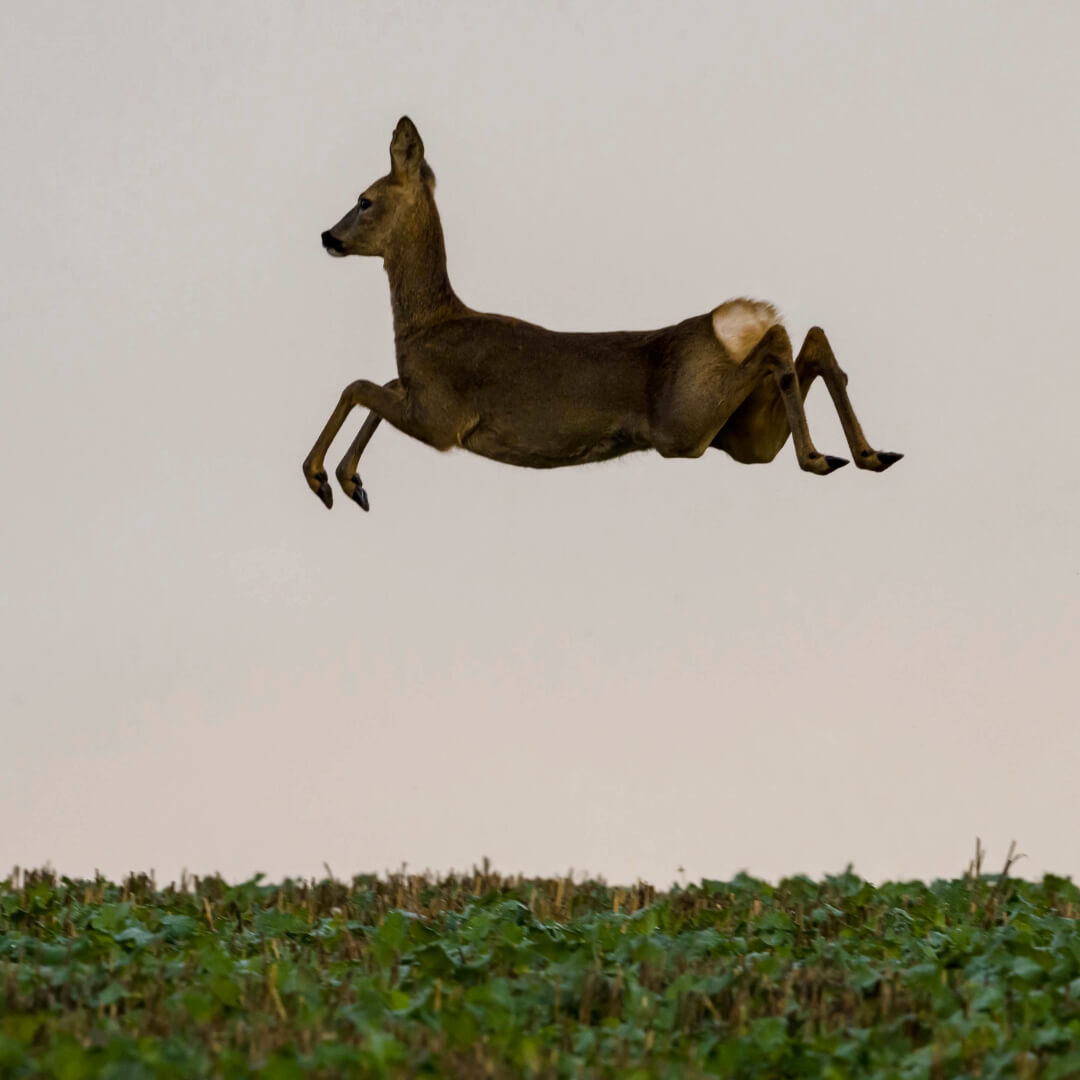 📸✨ Deer Photography Friday ✨📸
This week we’re celebrating Airborne! by Deborah Heath
This Roe doe was spotted and took off across the field, leaping beautifully as she went, an incredible display of agility. A fitting image as we start a new year !