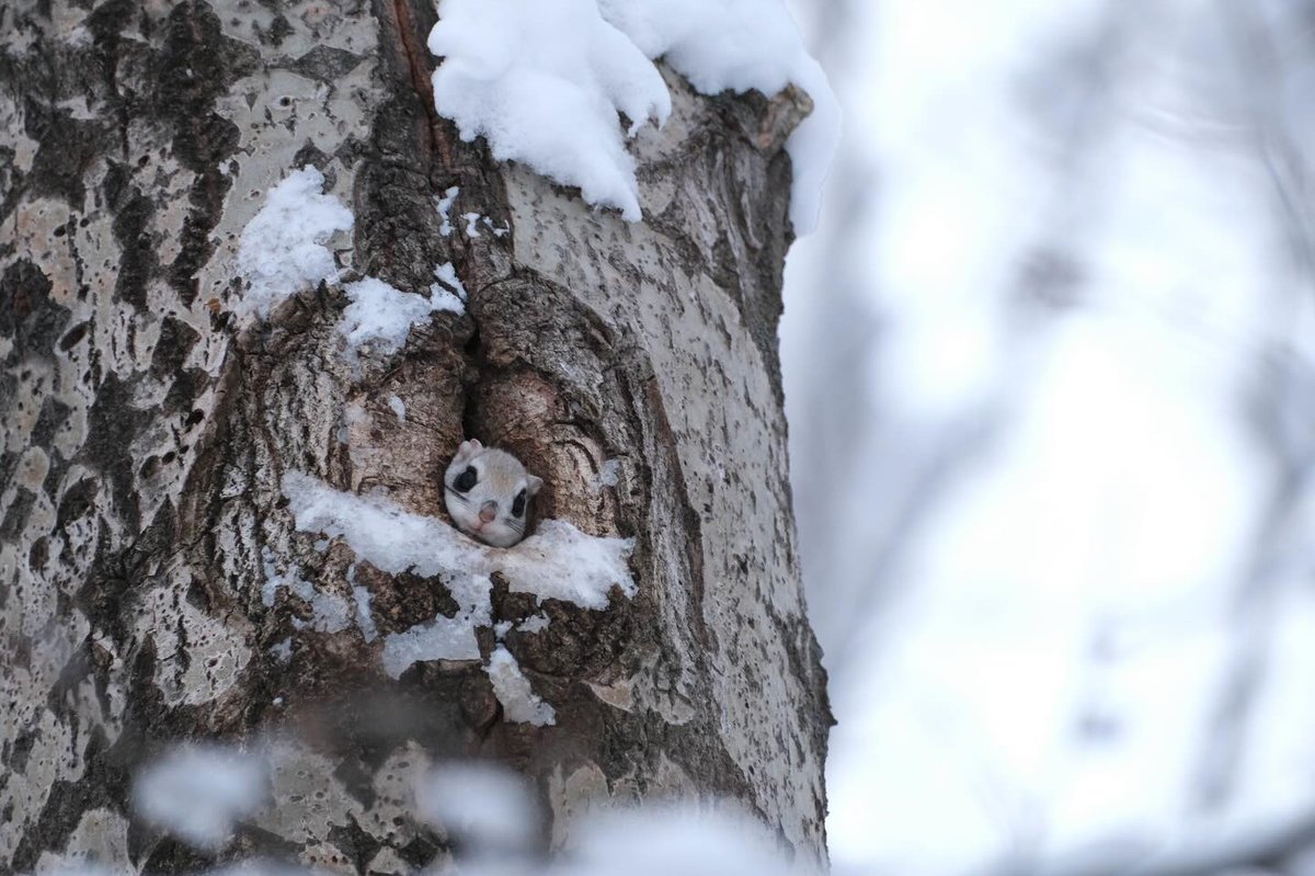 FujifilmJP_X's tweet image. 【愛おしさという哲学 作品紹介】

Photo by fujikofujio2023
FUJIFILM X-T30 + XF70-300mmF4-5.6 R LM OIS WR
フィルムシミュレーション：PROVIA/スタンダード

#FUJIFILM #色に恋する富士フイルム
#xt30 #xf70300mmf456 #provia