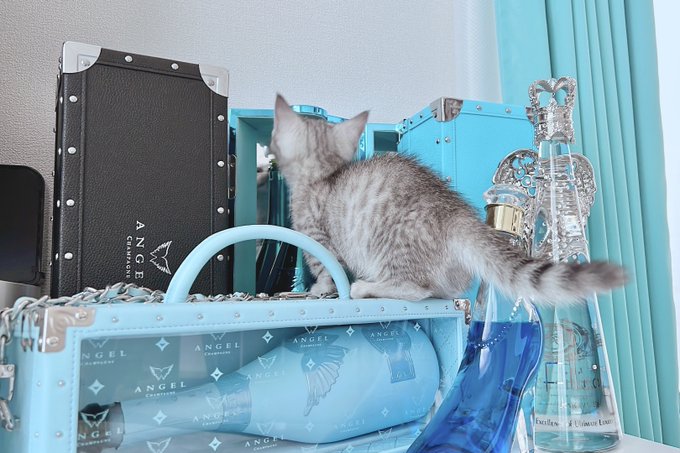 コスプレイヤーしらゆき（しらゆきミク）のTwitter画像7