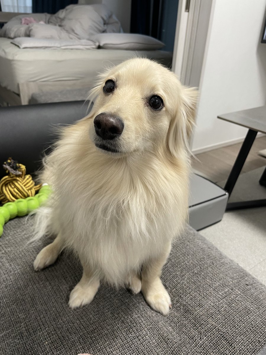 ポメックスのとろろくん (@monaka_0507) / Posts / X