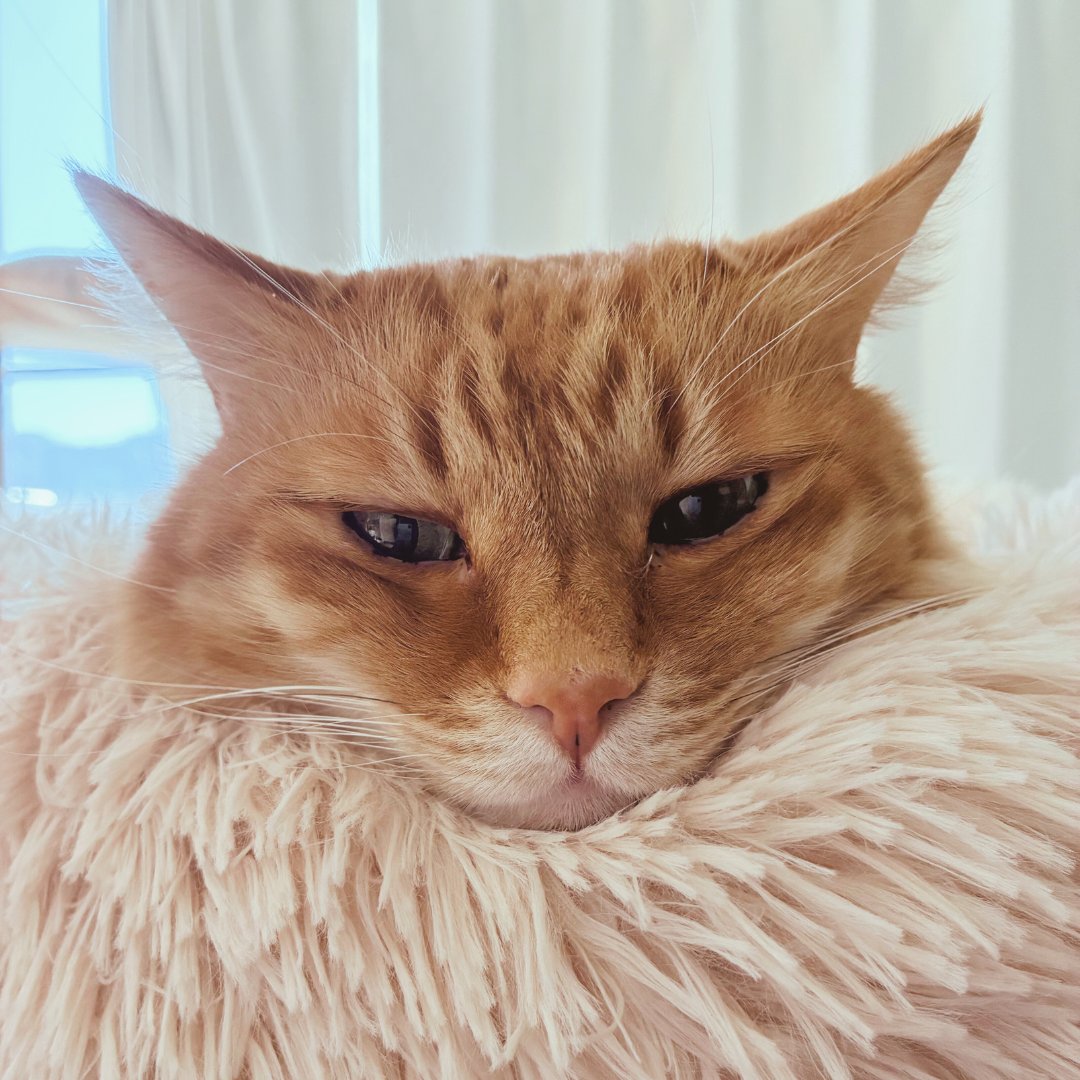 うちの子のけだまだま (@kedamastudio) / Posts / X